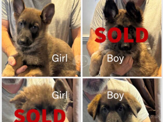 German Shepherd Puppies - Ready Now for sale in High Wycombe, Buckinghamshire