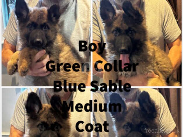 German Shepherds for sale in High Wycombe, Buckinghamshire