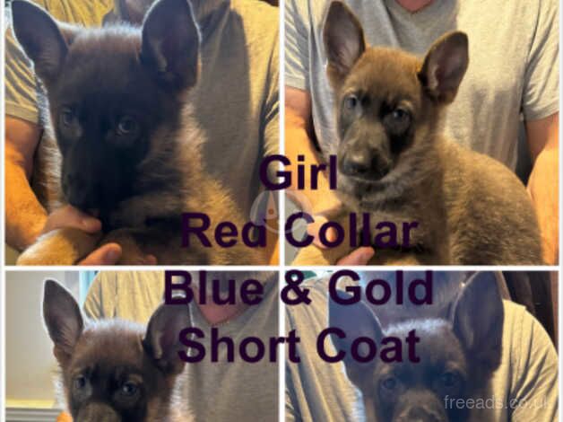 German Shepherd Puppies for sale in Buckinghamshire