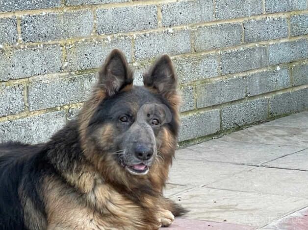 German Shepherd Puppies for sale