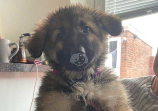 German shepherd puppies ready now for sale in Newcastle upon Tyne, Tyne and Wear - Image 2