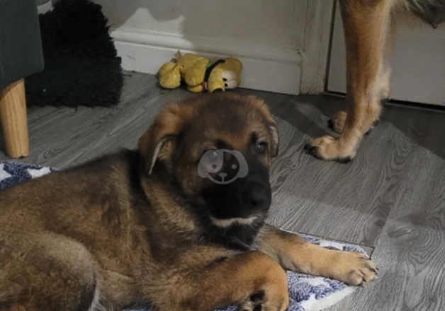 German Shepherd Puppies for sale in Tyne and Wear