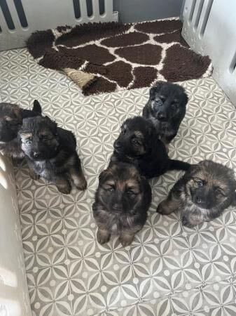 German shepherd puppies ready soon for sale in Stockport, Greater Manchester