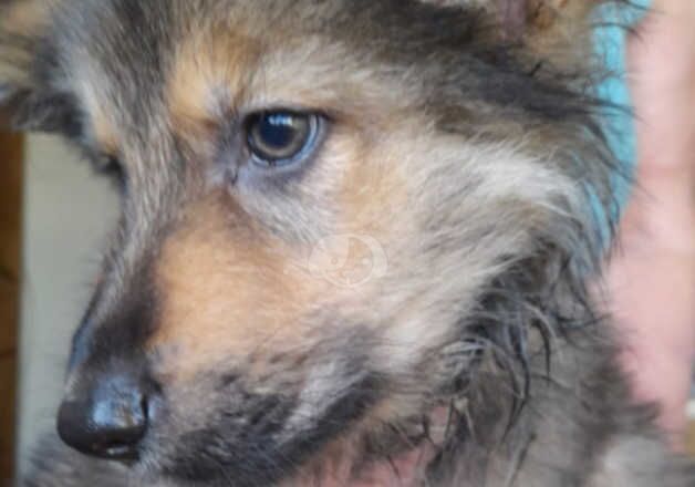 German Shepherd puppies ,ready to go for sale in Bridgend, Ceredigion