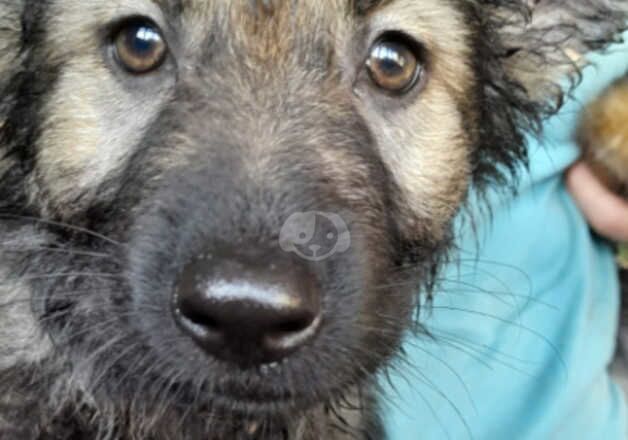 German Shepherd Puppies for sale in Ceredigion