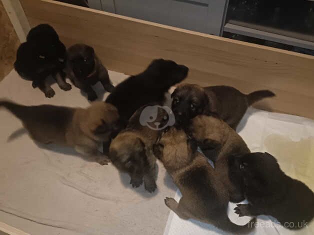 German shepherd puppies right description for sale in Wandsworth, Wandsworth, Greater London - Image 2