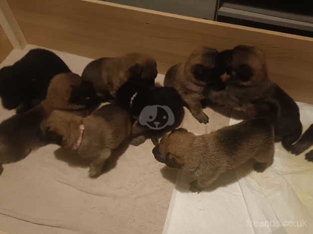 German shepherd puppies right description for sale in Wandsworth, Wandsworth, Greater London - Image 3