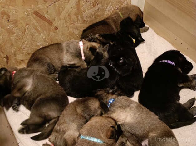 German shepherd puppies right description for sale in Wandsworth, Wandsworth, Greater London - Image 4