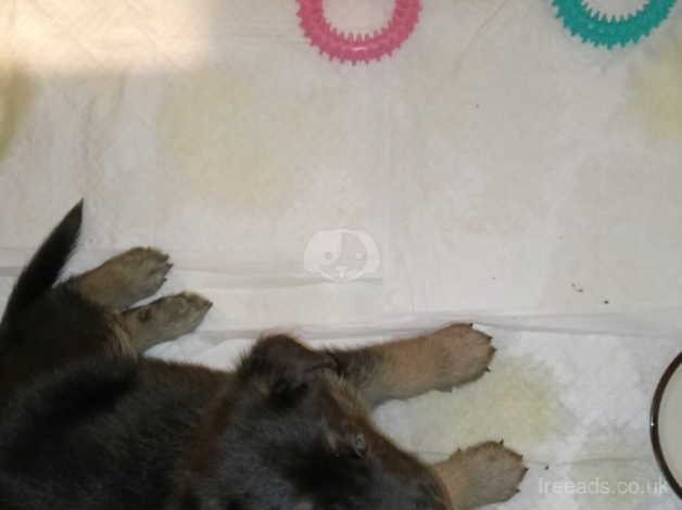 German shepherd puppies right to add the description for sale in Wandsworth, Wandsworth, Greater London