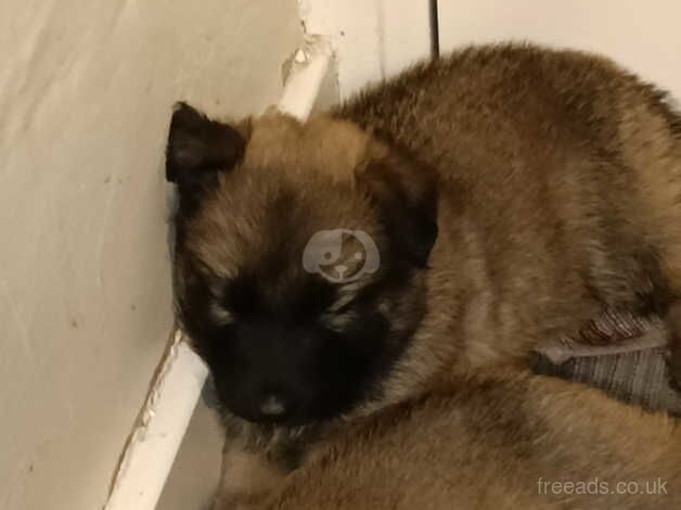 German shepherd puppies right to add the description for sale in Wandsworth, Wandsworth, Greater London - Image 4