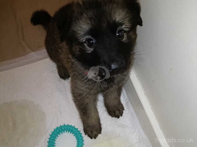 German shepherd puppies right to add the description for sale in Wandsworth, Wandsworth, Greater London - Image 5