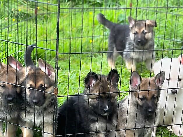 German shepherd puppies Scotland for sale in Falkirk, Falkirk