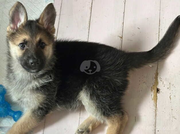 German Shepherd Puppies for sale in Falkirk