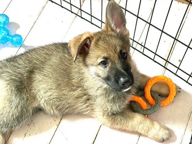 German Shepherd Puppies for sale