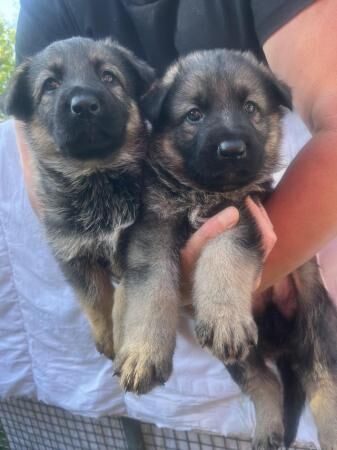 German shepherd puppies short hair ready to go for sale in Luton, Devon - Image 1