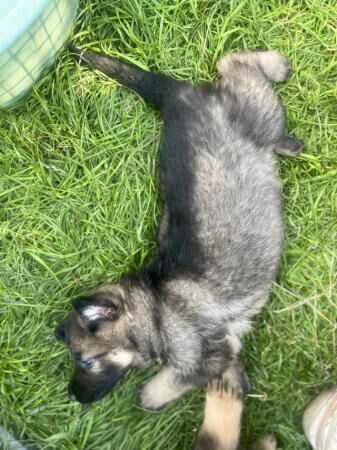 German shepherd puppies short hair ready to go for sale in Luton, Devon - Image 2