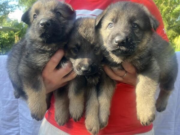 German shepherd puppies short hair ready to go for sale in Luton, Devon - Image 3