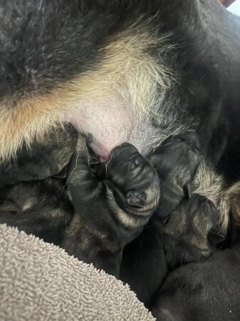 German shepherd puppies short hair ready to go for sale in Luton, Devon - Image 4