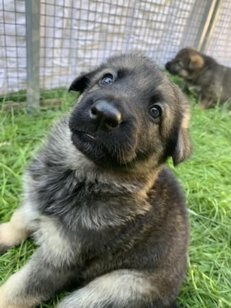 German shepherd puppies short hair ready to go for sale in Luton, Devon - Image 5