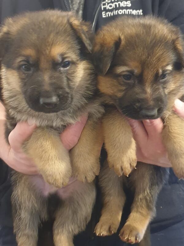 German Shepherd Puppies Working Line GSD for sale in Lewisham, Greater London