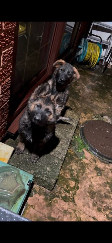 German shepherd puppies x2 MALES for sale in Saltley, West Midlands