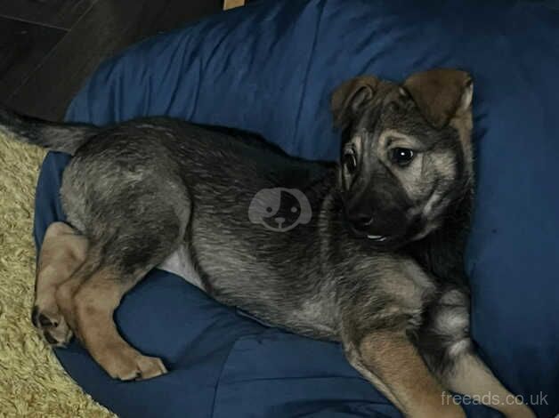 German shepherd puppy 1 girl left ready to go for sale in Hounslow, Hounslow, Greater London