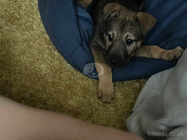 German Shepherds for sale in Hounslow, Hounslow, Greater London