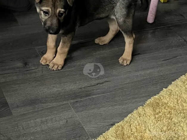 German Shepherd Puppies for sale