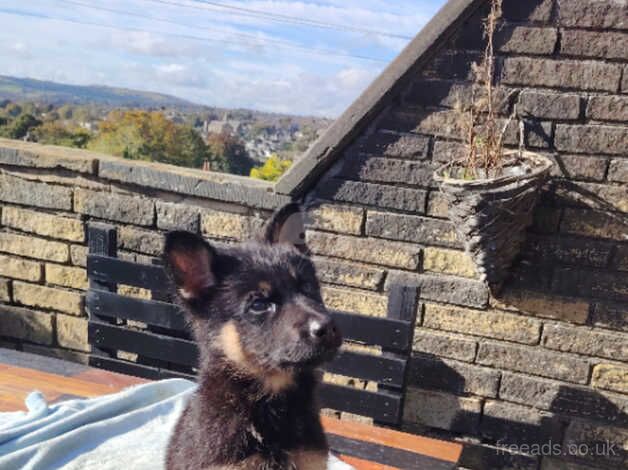 German shepherd puppy 11 weeks for sale in Bradford, West Yorkshire