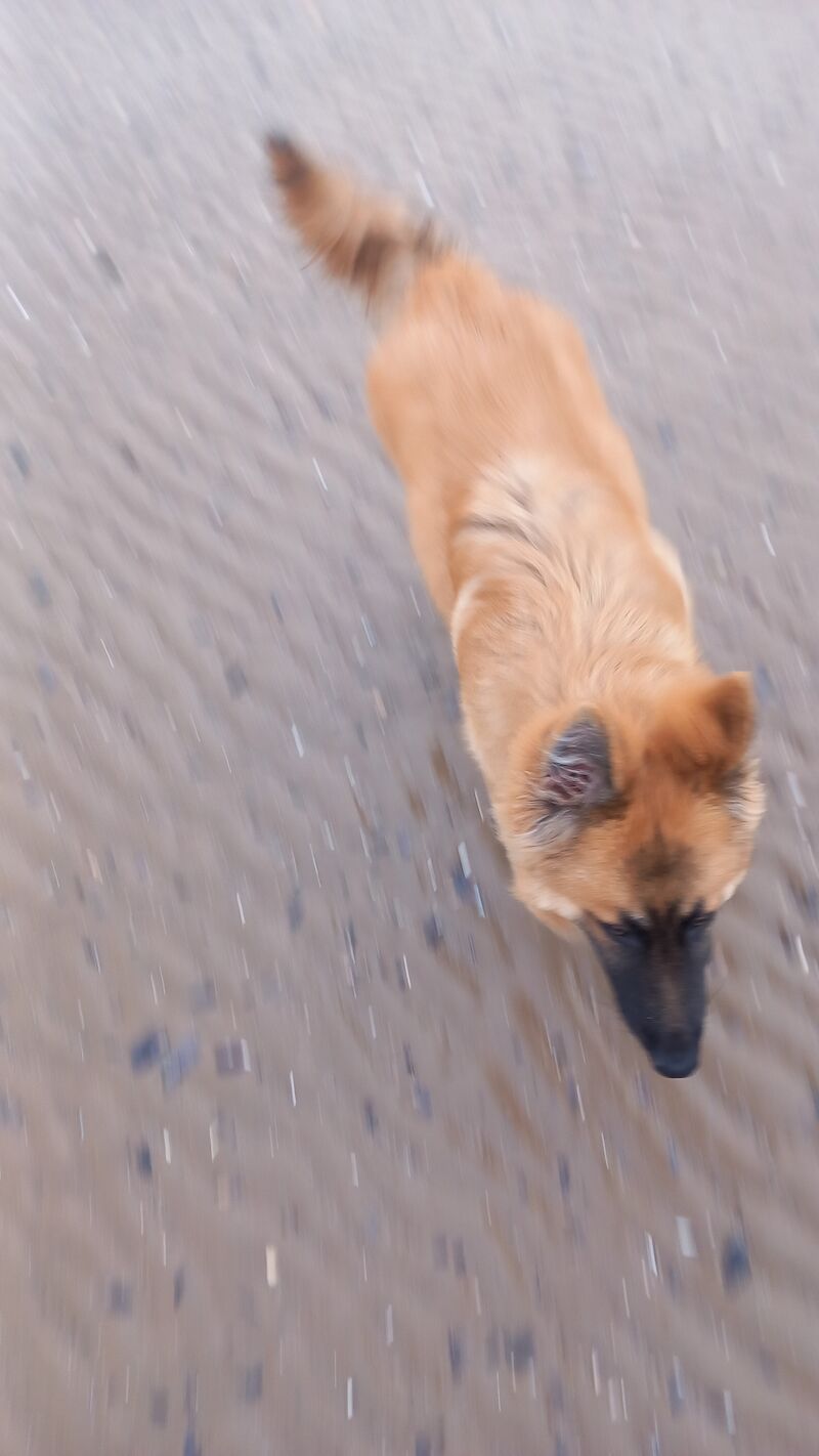 German Shepherds for sale in Morecambe, Lancashire