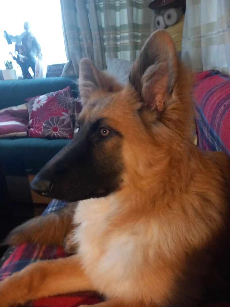 KC Registered German Shepherd Puppies for sale in Lancashire