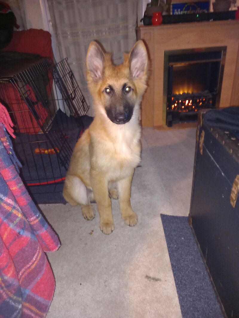 German Shepherd Puppies for sale