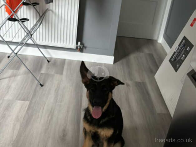 German shepherd puppy 5 months old for sale in Blackpool, Lancashire