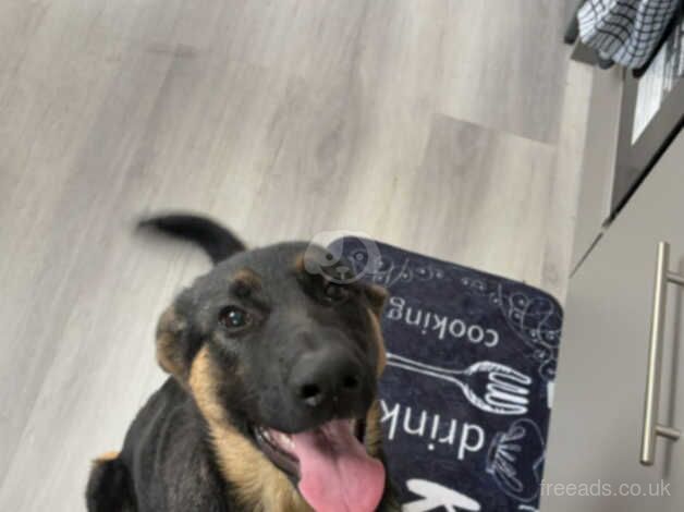 German shepherd puppy 5 months old for sale in Blackpool, Lancashire - Image 2