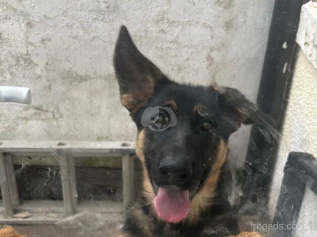 German shepherd puppy 5 months old for sale in Blackpool, Lancashire - Image 3