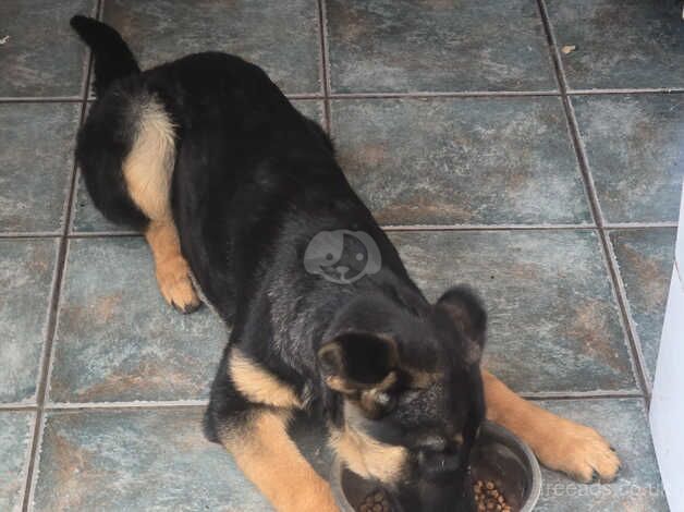 German shepherd puppy 5 months old for sale in Blackpool, Lancashire - Image 4