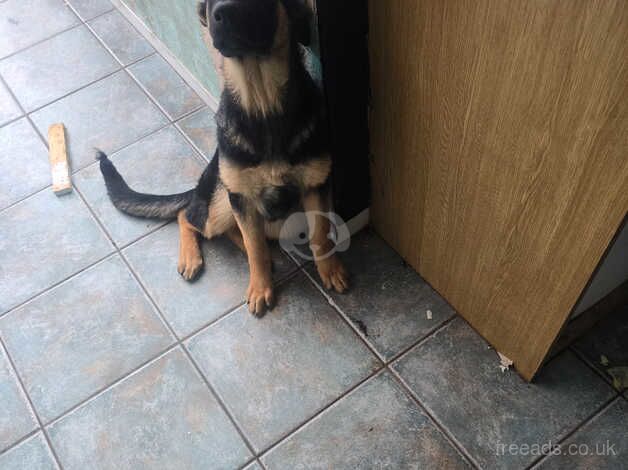 German shepherd puppy 5 months old for sale in Blackpool, Lancashire - Image 5