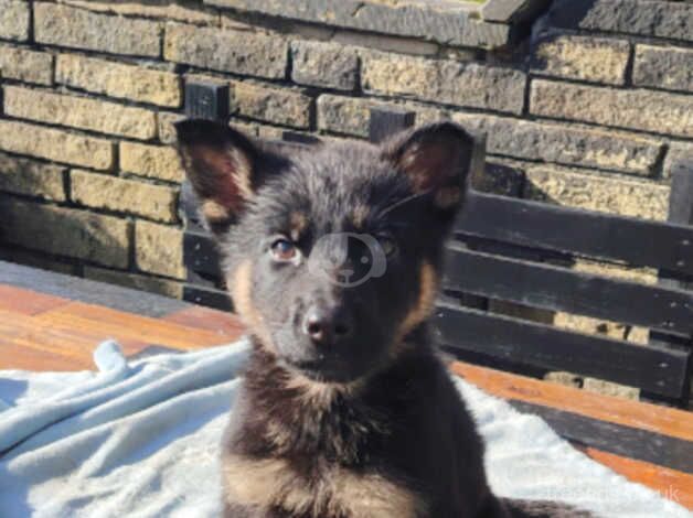 German shepherd puppy for sale in Bradford, West Yorkshire