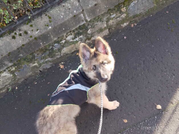 German shepherd puppy for sale in Cardenden, Fife