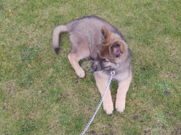 KC Registered German Shepherd Puppies for sale in Fife