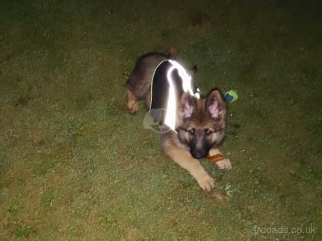 German Shepherd Puppies for sale