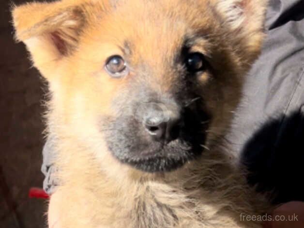 German shepherd puppy for sale in Hereford, Herefordshire