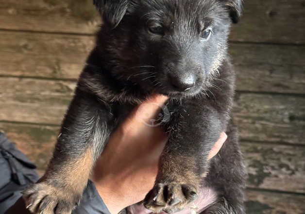 German shepherd puppy for sale in Manchester, Greater Manchester - Image 2