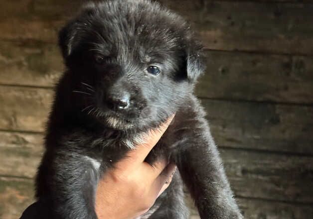 German Shepherd Puppies for sale in Greater Manchester