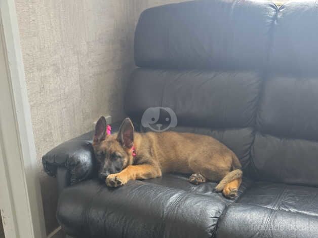 German shepherd puppy for sale in Redditch, Worcestershire