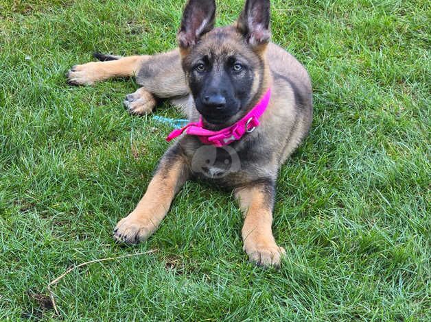 German shepherd puppy for sale in Redditch, Worcestershire - Image 2