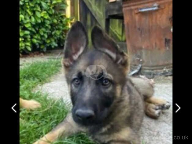 German shepherd puppy for sale in Redditch, Worcestershire - Image 3