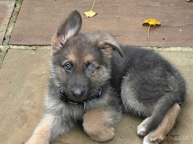 German shepherd puppy - Male for sale in Sheerness, Kent