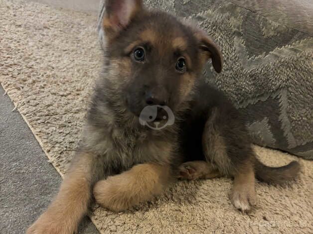 German Shepherd Puppies for sale in Kent