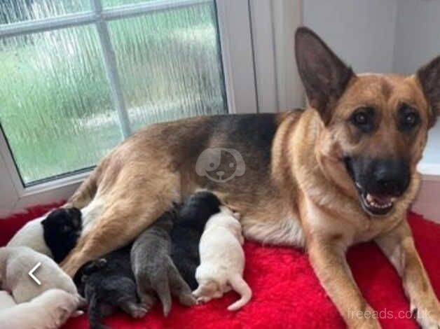 German Shepherd Puppies for sale